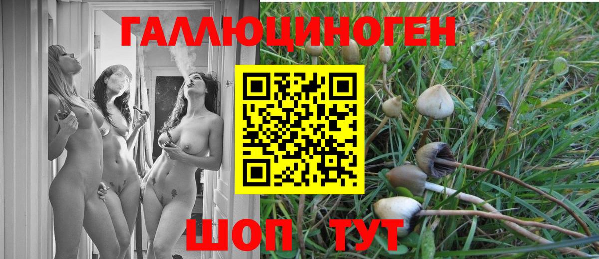 Галлюциногенные грибы GOLDEN TEACHER  Вход с VPN  Камышин  Псилоцибиновые грибы Cubensis 
